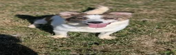 Mixed Breed dogs for adoption: Lizzie for adoption in Leighton Buzzard - Advert 1