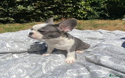 French Bulldog dogs for sale: French bulldog puppies - 3 boys 1 girl (pink husky - Image 20