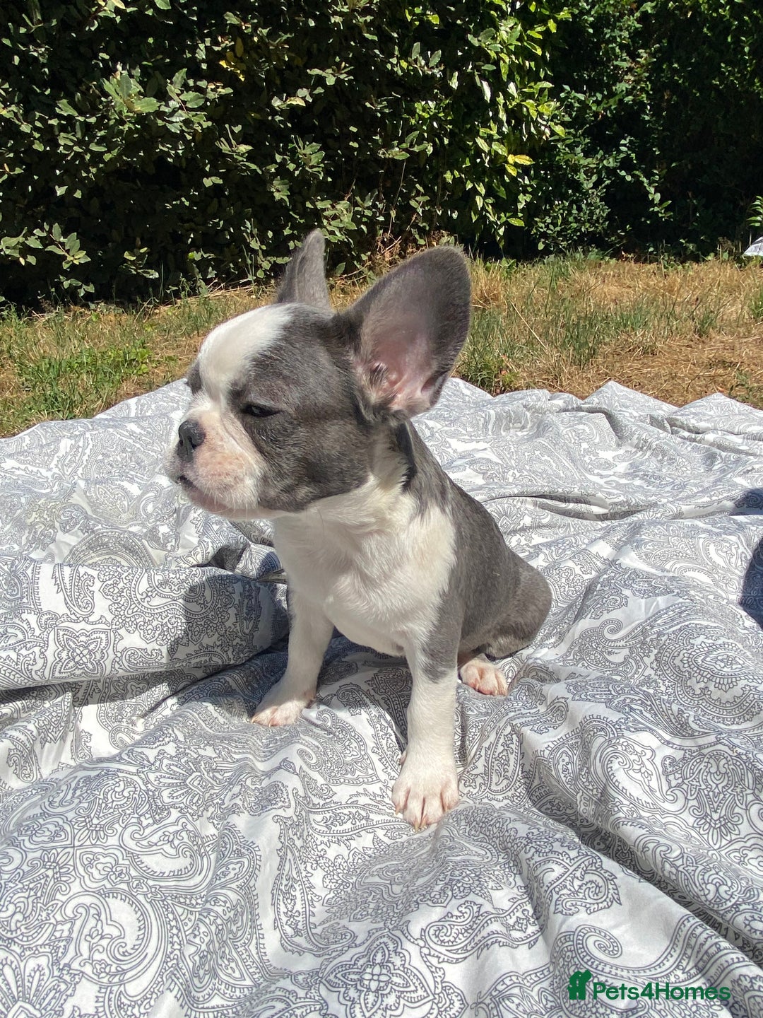 French Bulldog dogs for sale: French bulldog puppies - 3 boys 1 girl (pink husky - Image 20