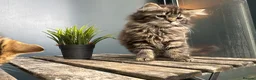 Mixed Breed cats for sale: Beautiful bonded pair of kittens (boy and girl) in Oldbury - Advert 9