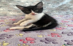 Mixed Breed cats for sale: Mixed breed kittens  - Image 1