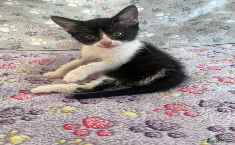 Mixed Breed cats - Advert 10