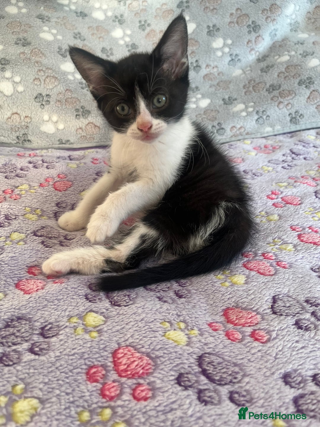 Mixed Breed cats for sale: Mixed breed kittens  - Image 1