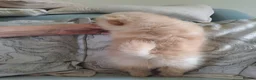Pomeranian dogs for sale: Stunning pomeranian - Advert 12