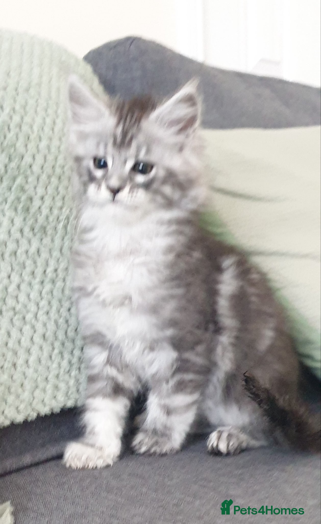 Maine Coon cats Tica registered Maine Coons  - Advert 9