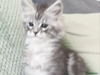 Maine Coon cats Tica registered Maine Coons - Advert 9
