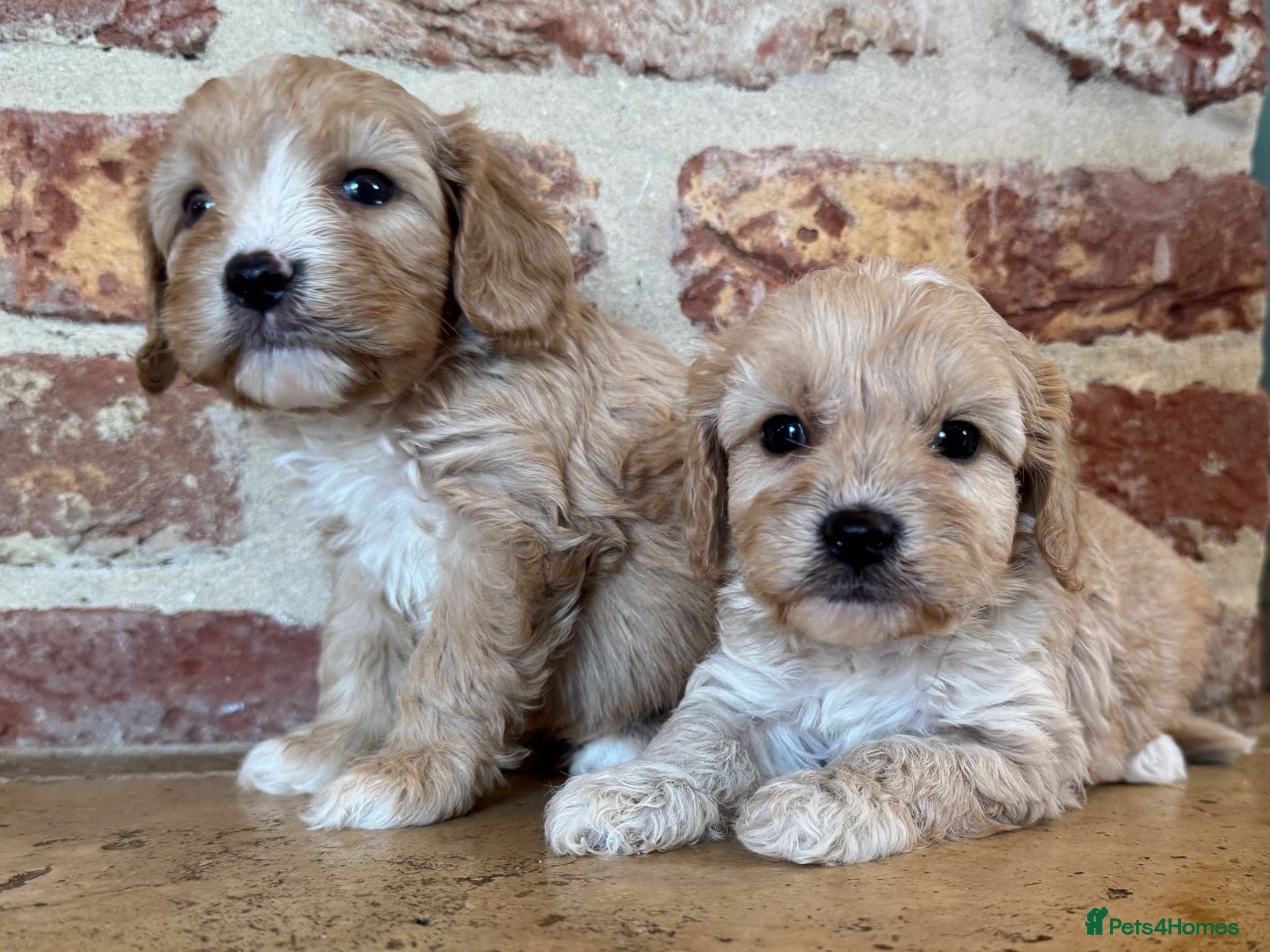 Cavapoo dogs F1 cavapoo males 💙💚 - Advert 1