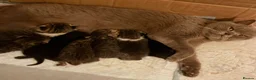 Mixed Breed cats for sale: British short hair BSH cross - Advert 5