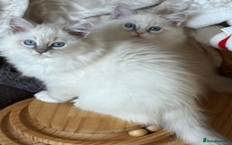 Ragdoll cats for sale: Adorable Loving blue mitted lynx - Image 25