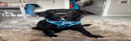 Mixed Breed dogs for sale: Rocky collie x spaniel  - Advert 7