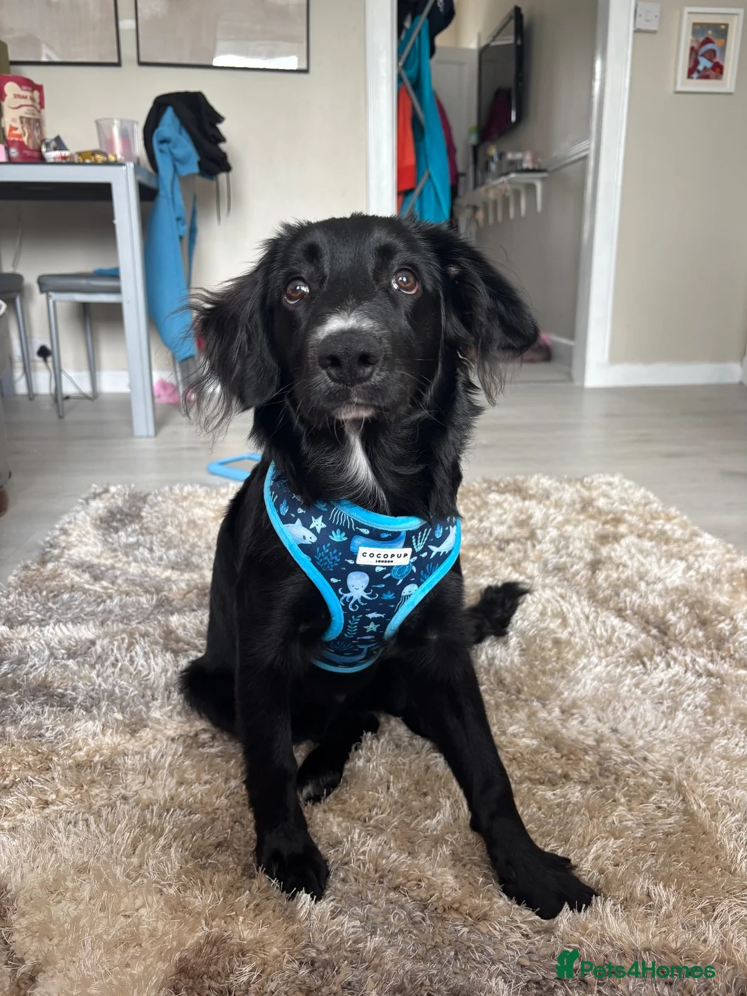 Mixed Breed dogs for sale: Rocky collie x spaniel  - Advert 7