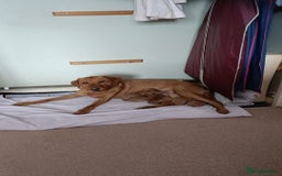 Labrador Retriever dogs for sale: Fox Red Labrador puppies  - Image 4