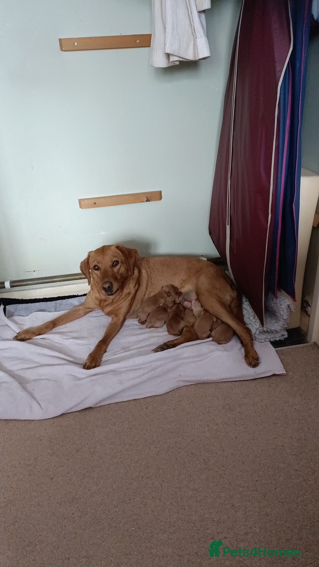 Labrador Retriever dogs for sale: Fox Red Labrador puppies  - Image 4
