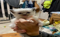 Ragdoll cats for sale: Beautiful Blue Point Ragdoll kittens - Image 12