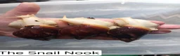 Snails invertebrates for sale: Giant African Land Snails Juveniles in Milton Keynes - Advert 3