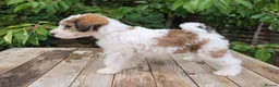 Standard Poodle dogs for sale: Parti Colour Fox Terrier x Standard Poodle Pups - Advert 4
