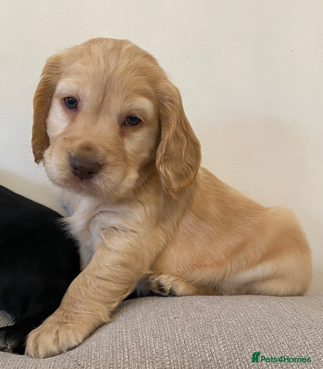 Cocker Spaniel dogs for sale: Show type cocker spaniels  - Advert 11