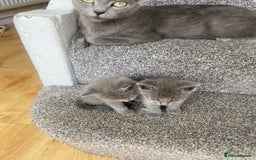 Russian Blue cats for sale: Russian Blue X British Shorthair Kittens - Image 7