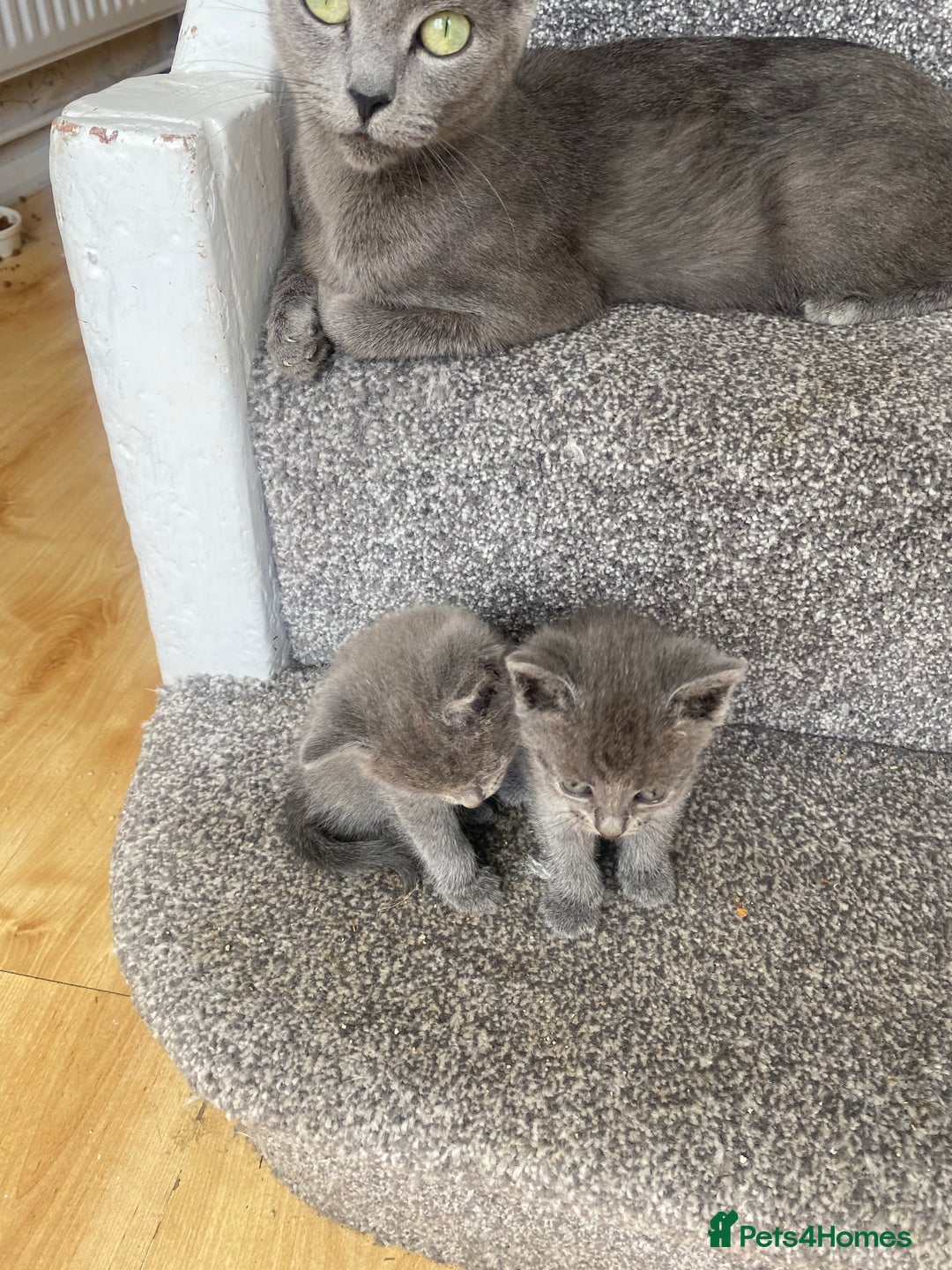 Russian Blue cats for sale: Russian Blue X British Shorthair Kittens - Image 7