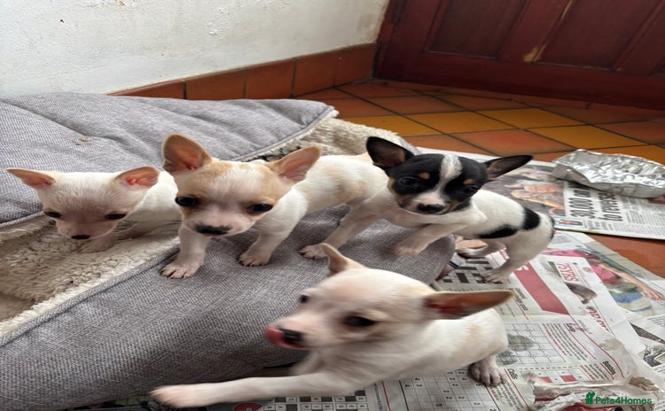 Mixed Breed dogs - Advert 9