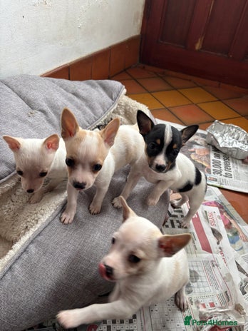 Mixed Breed dogs - Advert 9