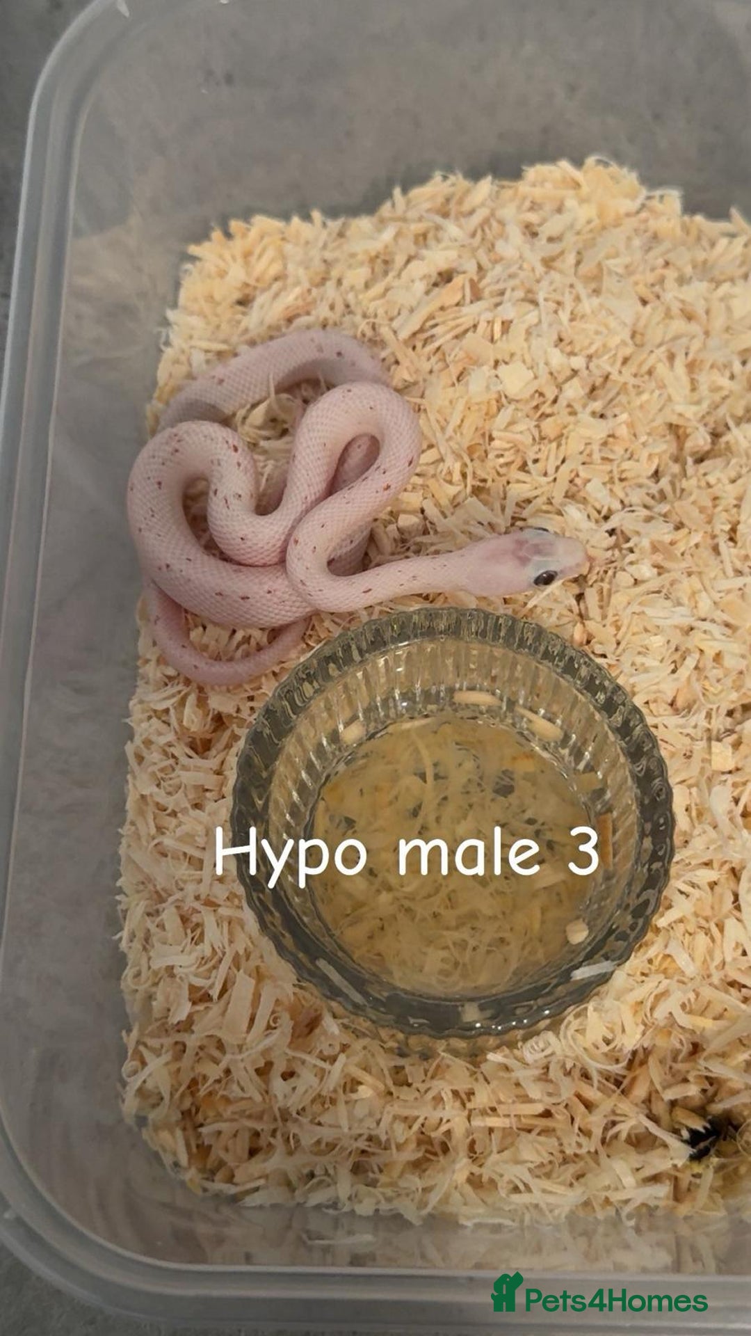 Corn Snake reptiles for sale: Hypo Cinder Palmetto babys - Image 3