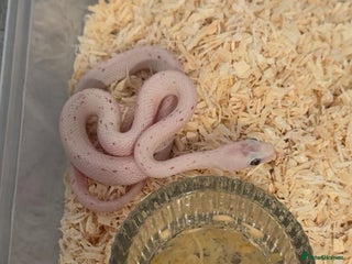 Corn Snake reptiles Hypo Cinder Palmetto babys - Advert 9