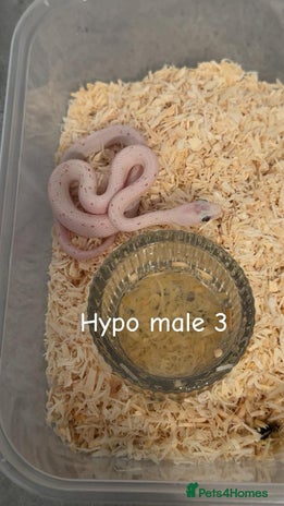 Corn Snake reptiles - Advert 4