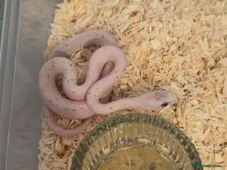 Corn Snake reptiles Hypo Cinder Palmetto babys - Advert 10
