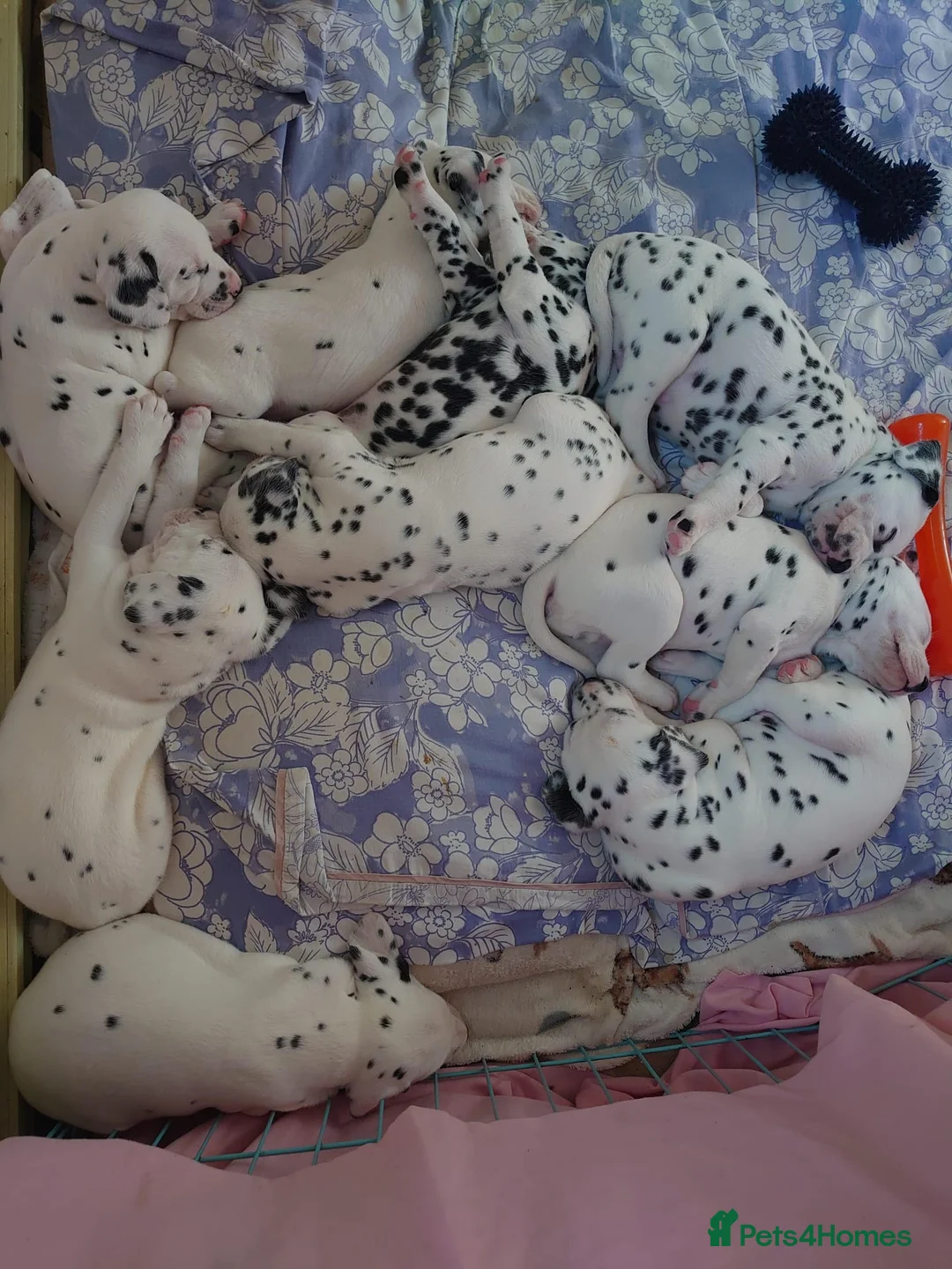 Mixed Breed dogs for sale: 9 Beautiful Dalamdor Puppies! - Advert 1