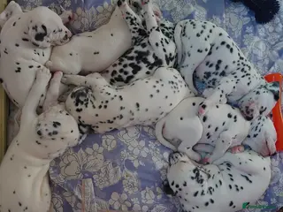 Mixed Breed dogs 9 Beautiful Dalamdor Puppies! - Advert 1