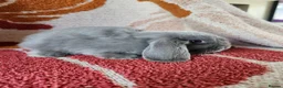Mini Lop rabbits for sale: Beautiful mini lops, smoke and chocolate sable - Advert 7