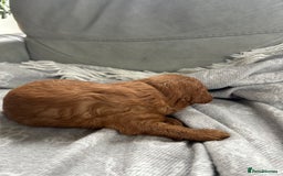 Cockapoo dogs for sale: F2B Cockapoo pups  - Advert 7