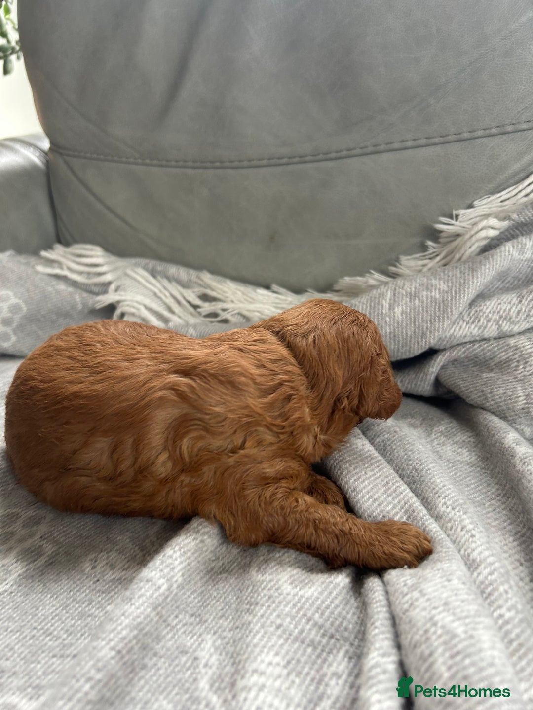 Cockapoo dogs for sale: F2B Cockapoo pups  - Advert 7