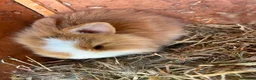 Mini Lion Lop rabbits for sale: 2 baby lion lop bunnies  in Wareham - Advert 5