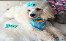 Toy Poodle dogs for sale: *REDUCED*1 WHITE BOY, 1 BLACK GIRL TOY POODLES in Colwyn Bay - Image 21