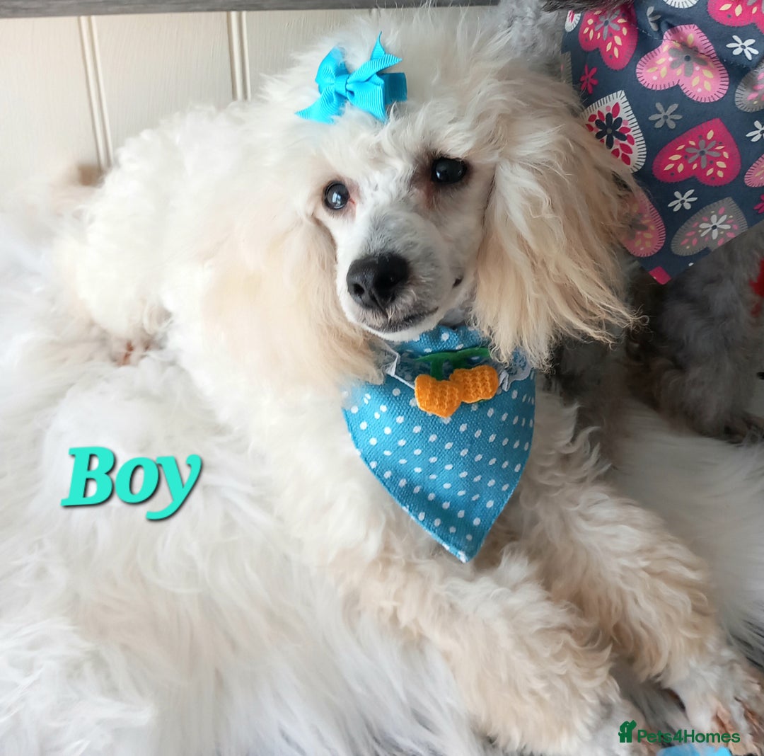 Toy Poodle dogs for sale: *REDUCED*1 WHITE BOY, 1 BLACK GIRL TOY POODLES in Colwyn Bay - Image 21