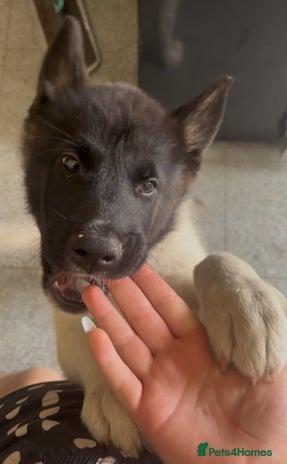 Akita dogs - Advert 16