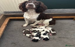 English Springer Spaniel dogs for sale: Gorgeous English Springer spaniel puppies - Image 1