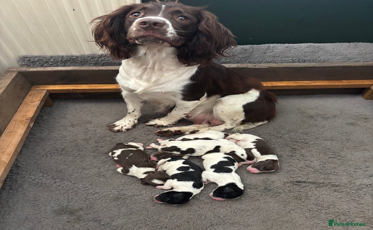English Springer Spaniel dogs - Advert 8