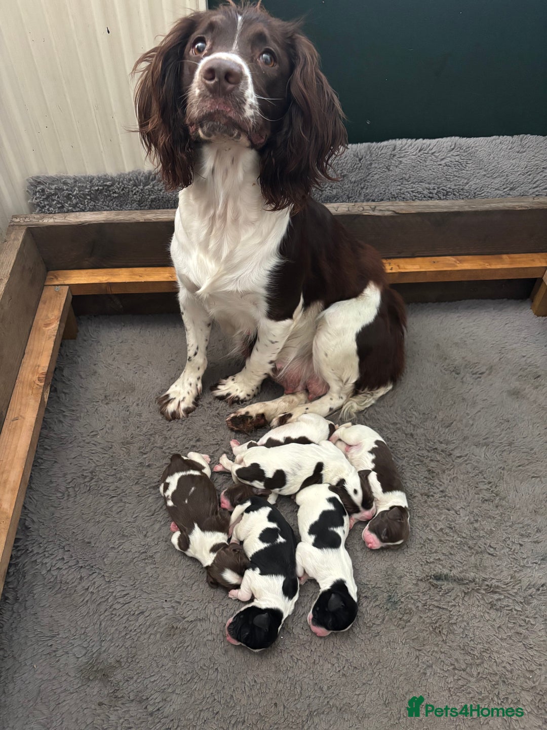 English Springer Spaniel dogs for sale: Gorgeous English Springer spaniel puppies - Image 1