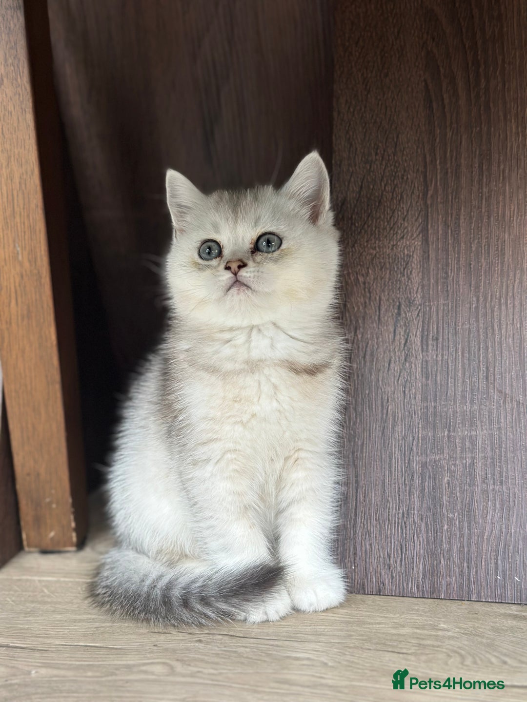 Scottish Fold cats for sale: 4 Scottish Silver Chinchilla Kittens  - Image 6