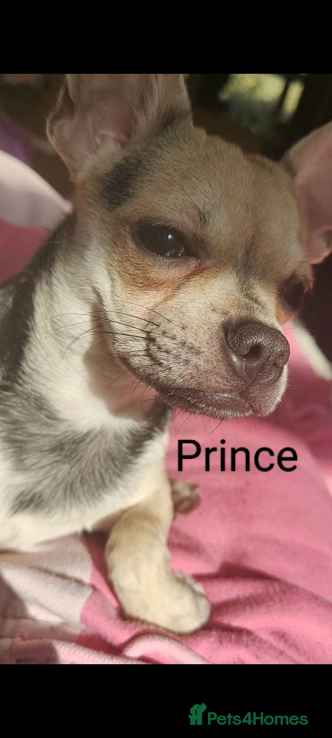 Chihuahua dogs for sale: Two Adorable Chihuahuas Looking for a Loving Home - Image 2