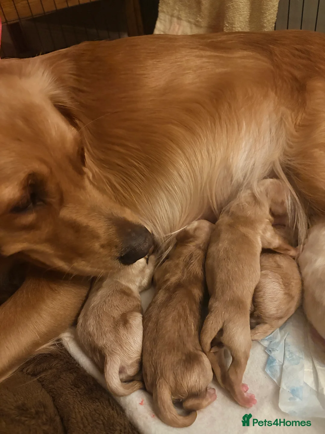 Golden Retriever dogs for sale: Champion lined KC REG GOLDEN RETRIEVER puppies - Advert 2