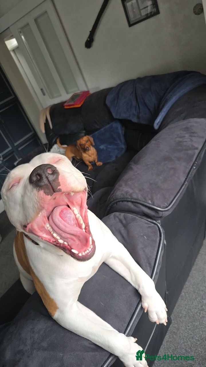 American Bulldog dogs Dolly 9 month old American Bulldog  - Advert 13