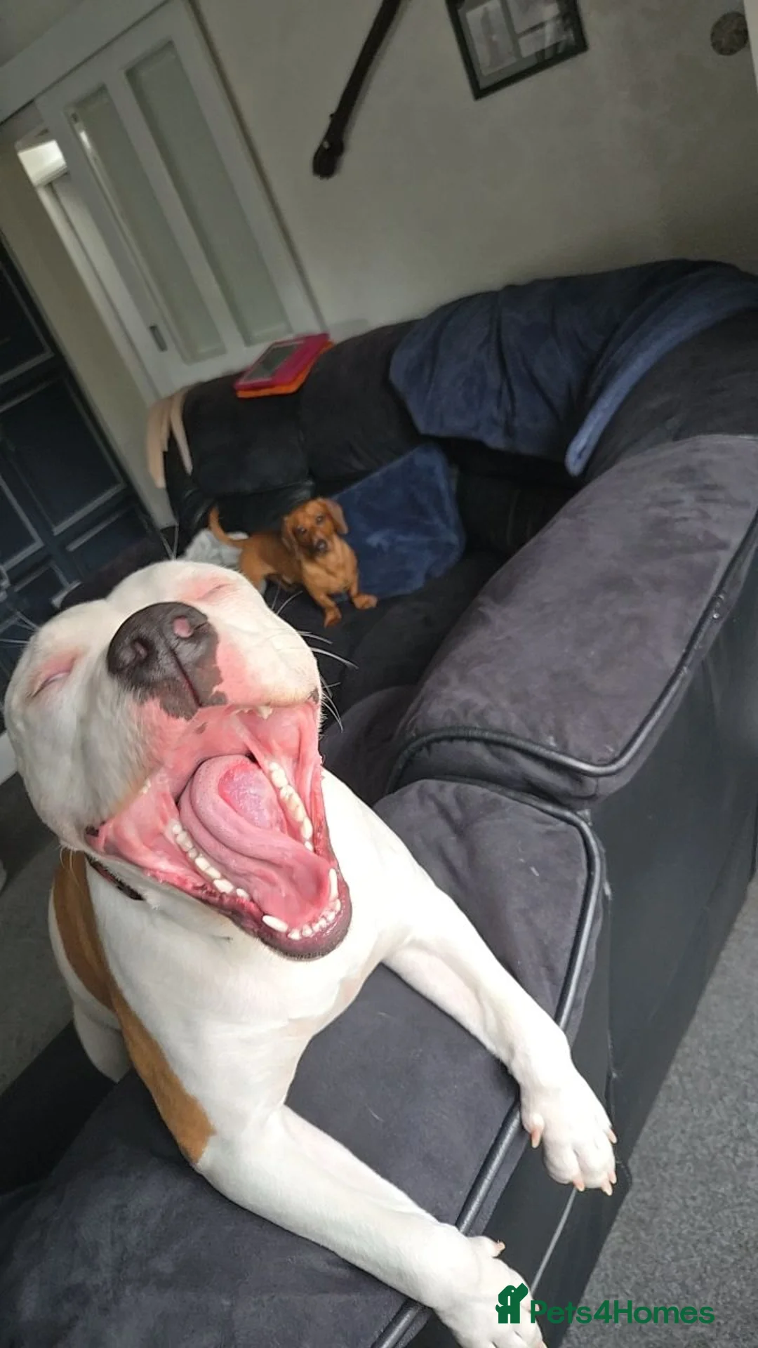 American Bulldog dogs for sale: Dolly 9 month old American Bulldog  - Advert 1