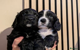 Cocker Spaniel dogs for sale: 🐾KC Reg- Working Cocker Spaniel DNA Tested 🧬 - Image 22