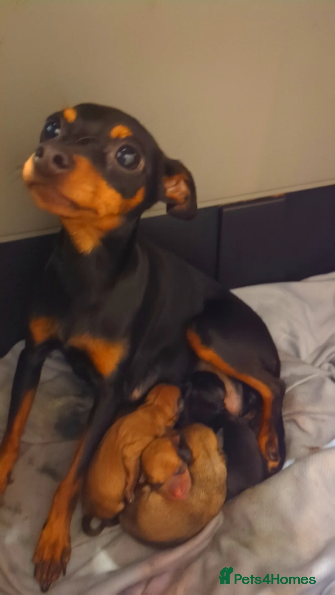 Mixed Breed dogs for sale: Adorable Tiny Pinscher x Chihuahua puppies - Advert 23