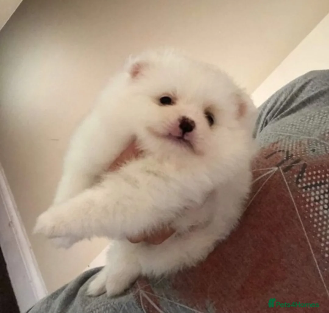 Pomeranian dogs for stud:  White Pomeranian dog “Proven, experienced STUD” in Ilford - Advert 14