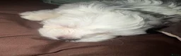 Maltese dogs for sale: Maltes puppy  - Advert 3